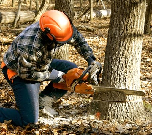 Tree Removal in Summit Station, PA